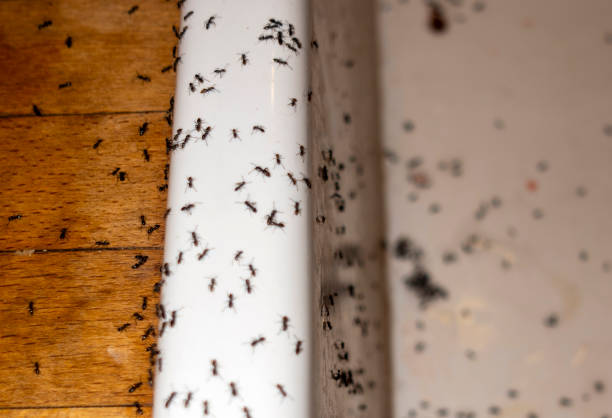 Best Wasp Removal Services  in Gardner, KS